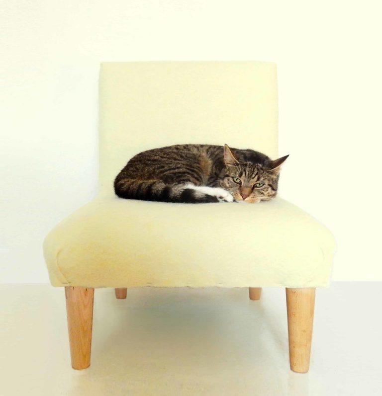 Little tabby cat asleep on a little chair